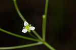 American water plantain